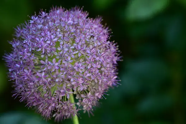 Yaz bahçesindeki güzel çiçeklerin yakın plan görüntüsü, doğa konsepti.