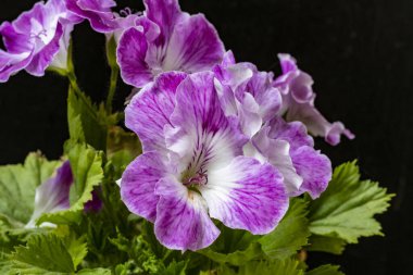 Yaz bahçesindeki güzel çiçeklerin yakın plan görüntüsü, doğa konsepti.