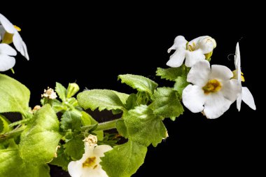 Yaz bahçesindeki güzel çiçeklerin yakın plan görüntüsü, doğa konsepti.