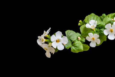 Yaz bahçesindeki güzel çiçeklerin yakın plan görüntüsü, doğa konsepti.