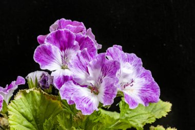 Yaz bahçesindeki güzel çiçeklerin yakın plan görüntüsü, doğa konsepti.