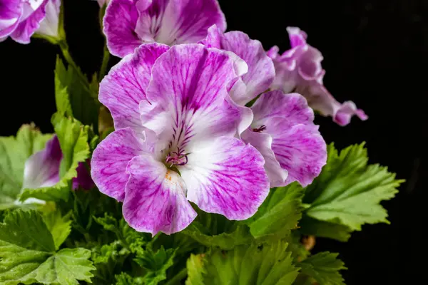 Güzel botanik çekimi, siyah arka planda çiçekler.  