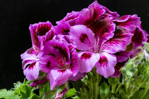 Güzel botanik çekimi, siyah arka planda çiçekler.  