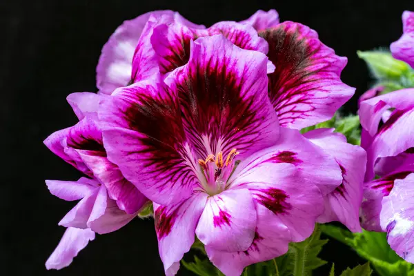 Güzel botanik çekimi, siyah arka planda çiçekler.  