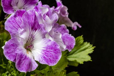 Güzel botanik çekimi, siyah arka planda çiçekler.  