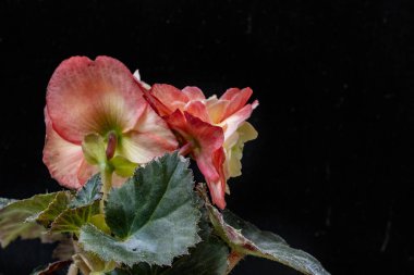 Güzel botanik çekimi, siyah arka planda çiçekler.  