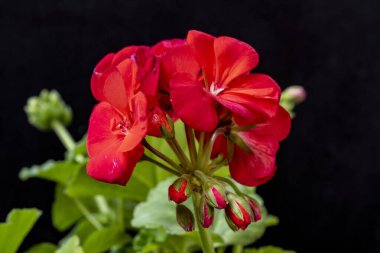 Güzel botanik çekimi, siyah arka planda çiçekler.  