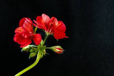 Güzel botanik çekimi, siyah arka planda çiçekler.  