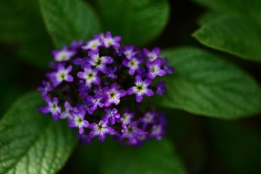 Yaz bahçesindeki güzel çiçeklerin yakın plan görüntüsü, doğa konsepti.