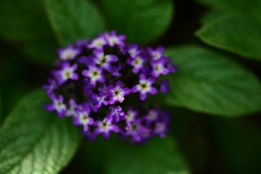 Yaz bahçesindeki güzel çiçeklerin yakın plan görüntüsü, doğa konsepti.