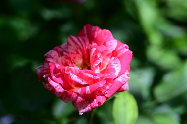 Yaz bahçesindeki güzel çiçeklerin yakın plan görüntüsü, doğa konsepti.