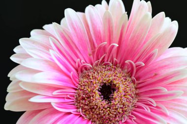 Koyu siyah bir duvar kağıdına karşı pembe bir Gerbera çiçeği 