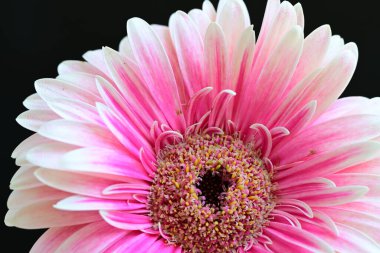 Koyu siyah bir duvar kağıdına karşı pembe bir Gerbera çiçeği 