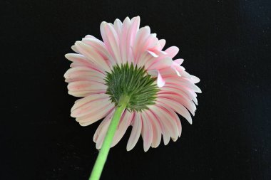 Koyu siyah bir duvar kağıdına karşı pembe bir Gerbera çiçeği 