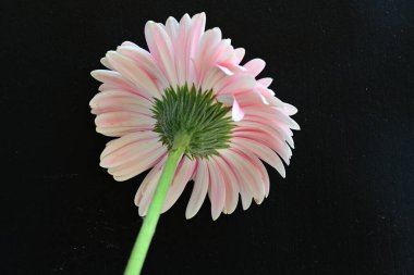 Koyu siyah bir duvar kağıdına karşı pembe bir Gerbera çiçeği 