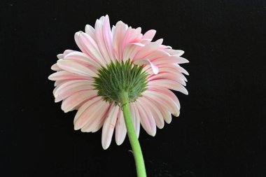 Koyu siyah bir duvar kağıdına karşı pembe bir Gerbera çiçeği 