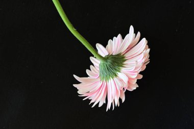 Koyu siyah bir duvar kağıdına karşı pembe bir Gerbera çiçeği 