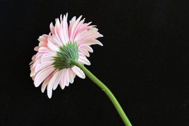 Koyu siyah bir duvar kağıdına karşı pembe bir Gerbera çiçeği 
