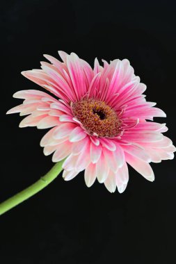 Koyu siyah bir duvar kağıdına karşı pembe bir Gerbera çiçeği 