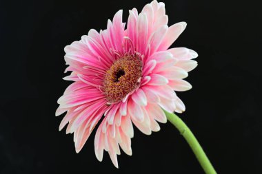 Koyu siyah bir duvar kağıdına karşı pembe bir Gerbera çiçeği 