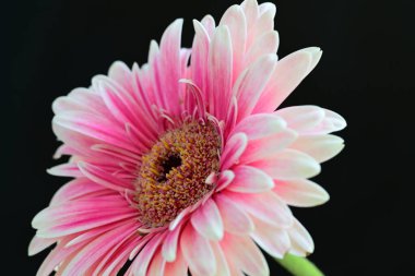 Siyah arkaplanda pembe gerbera çiçeği 