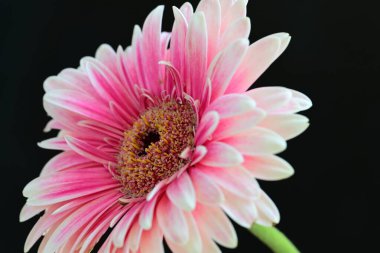 Siyah arkaplanda pembe gerbera çiçeği 