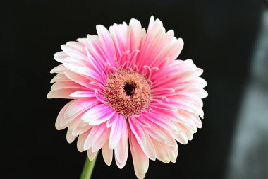 Siyah arkaplanda pembe gerbera çiçeği 