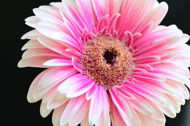 Siyah arkaplanda pembe gerbera çiçeği 