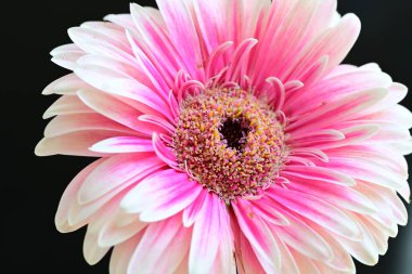 Siyah arkaplanda pembe gerbera çiçeği 
