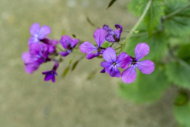 Yaz bahçesindeki güzel çiçeklerin yakın plan görüntüsü, doğa konsepti.