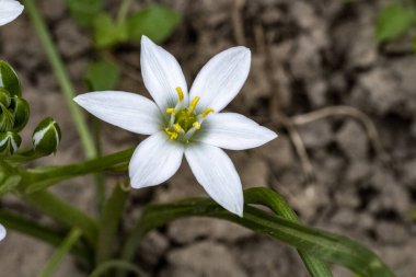 Yaz bahçesindeki güzel çiçeklerin yakın plan görüntüsü, doğa konsepti.