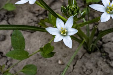 Yaz bahçesindeki güzel çiçeklerin yakın plan görüntüsü, doğa konsepti.