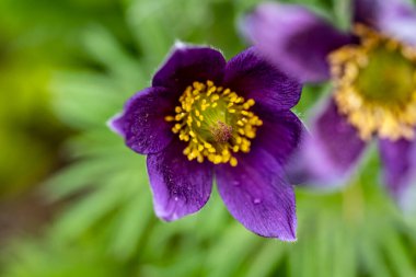 Yaz bahçesindeki güzel çiçeklerin yakın plan görüntüsü, doğa konsepti.