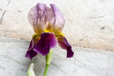 Yaz bahçesindeki güzel çiçeklerin yakın plan görüntüsü, doğa konsepti.