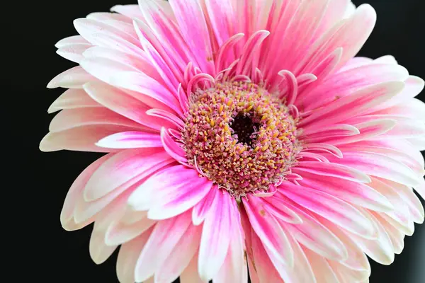 Siyah arkaplanda pembe gerbera çiçeği 