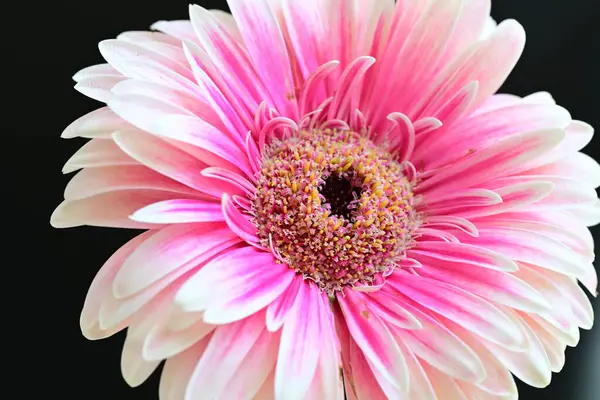 Siyah arkaplanda pembe gerbera çiçeği 