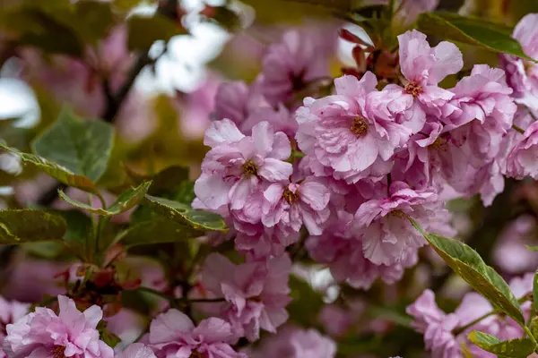 Bahçedeki ağaçta güzel bahar çiçekleri 