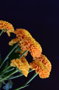 Koyu siyah bir arka planda canlı ve parlak sarı bir çiçek.