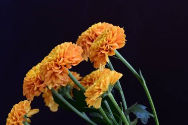 Koyu arkaplanda güzel turuncu çiçekler