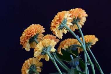 Koyu arkaplanda güzel turuncu çiçekler