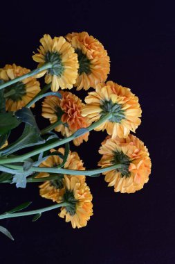 Koyu arkaplanda güzel turuncu çiçekler