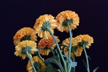 Koyu arkaplanda güzel turuncu çiçekler