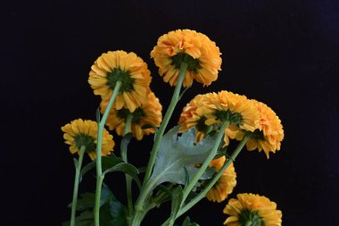 Koyu arkaplanda güzel turuncu çiçekler