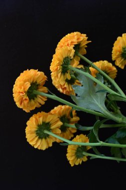 Koyu arkaplanda güzel turuncu çiçekler