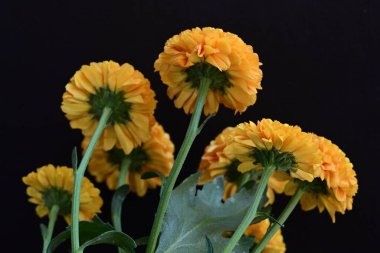 Koyu arkaplanda güzel turuncu çiçekler