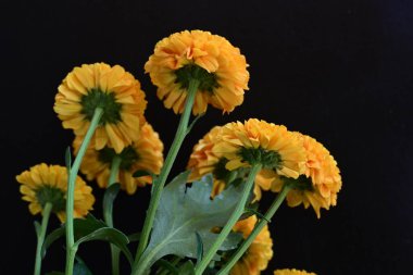 Koyu arkaplanda güzel turuncu çiçekler