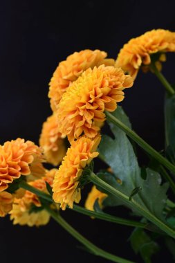 Koyu arkaplanda güzel turuncu çiçekler