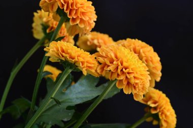 Koyu arkaplanda güzel turuncu çiçekler