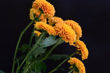 Koyu arkaplanda güzel turuncu çiçekler