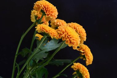 Koyu arkaplanda güzel turuncu çiçekler